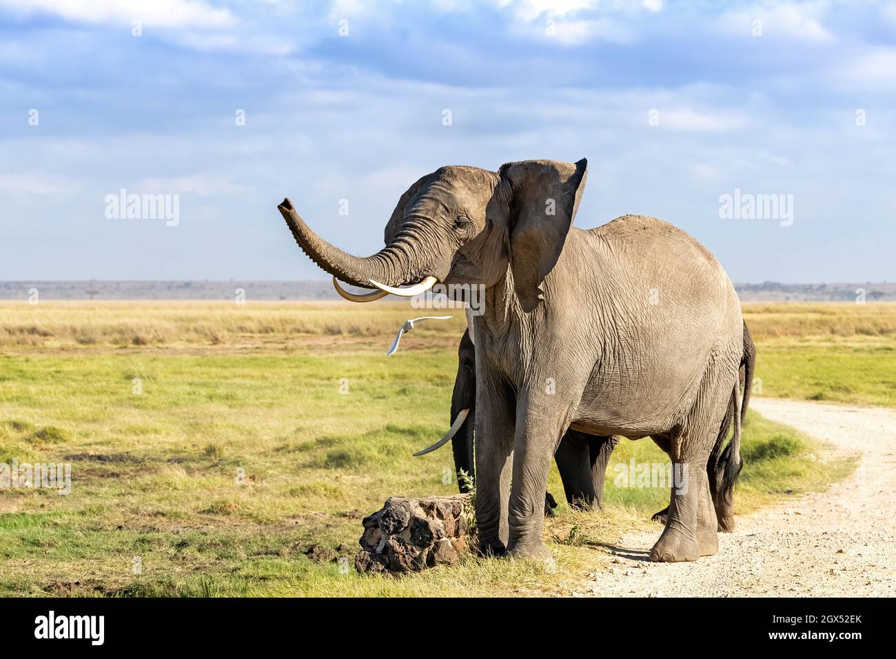 Trumpeting African elephant, Loxodonta africana, in Amboseli National Park, Kenya Stock Photo