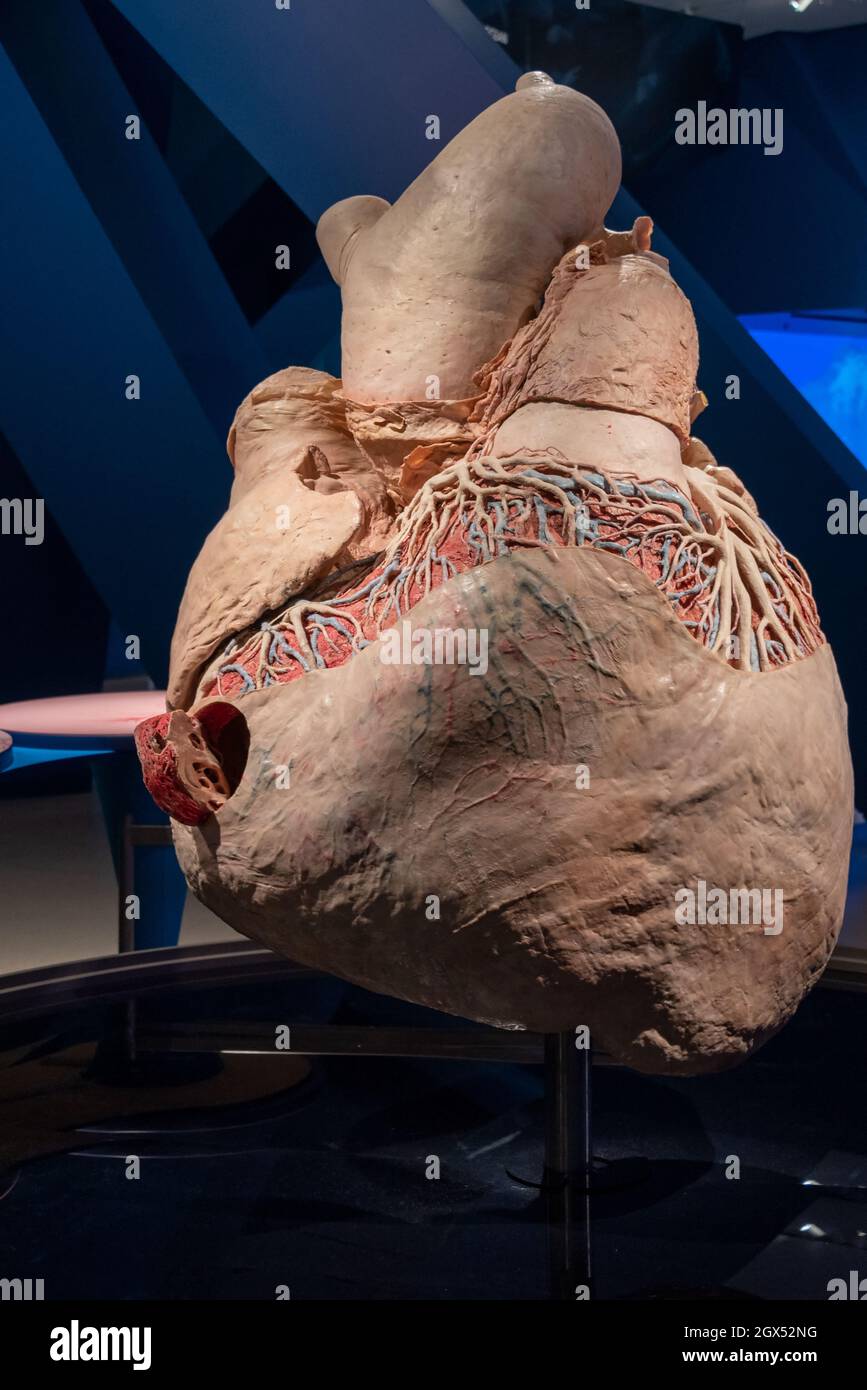 The heart of a blue whale (Balaenoptera musculus). The image was taken in the Royal Ontario Museum (ROM) in the exhibition named 'Great Whales'. Stock Photo