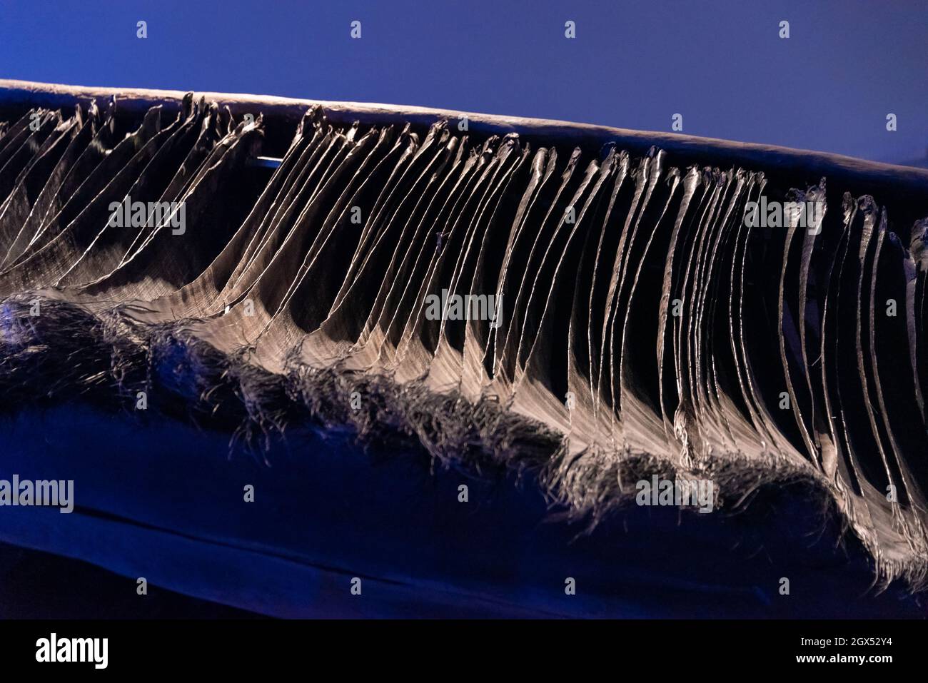 The baleen of a whale (detail). The image was taken in the Royal Ontario Museum (ROM) in the exhibition named 'Great Whales'. Stock Photo