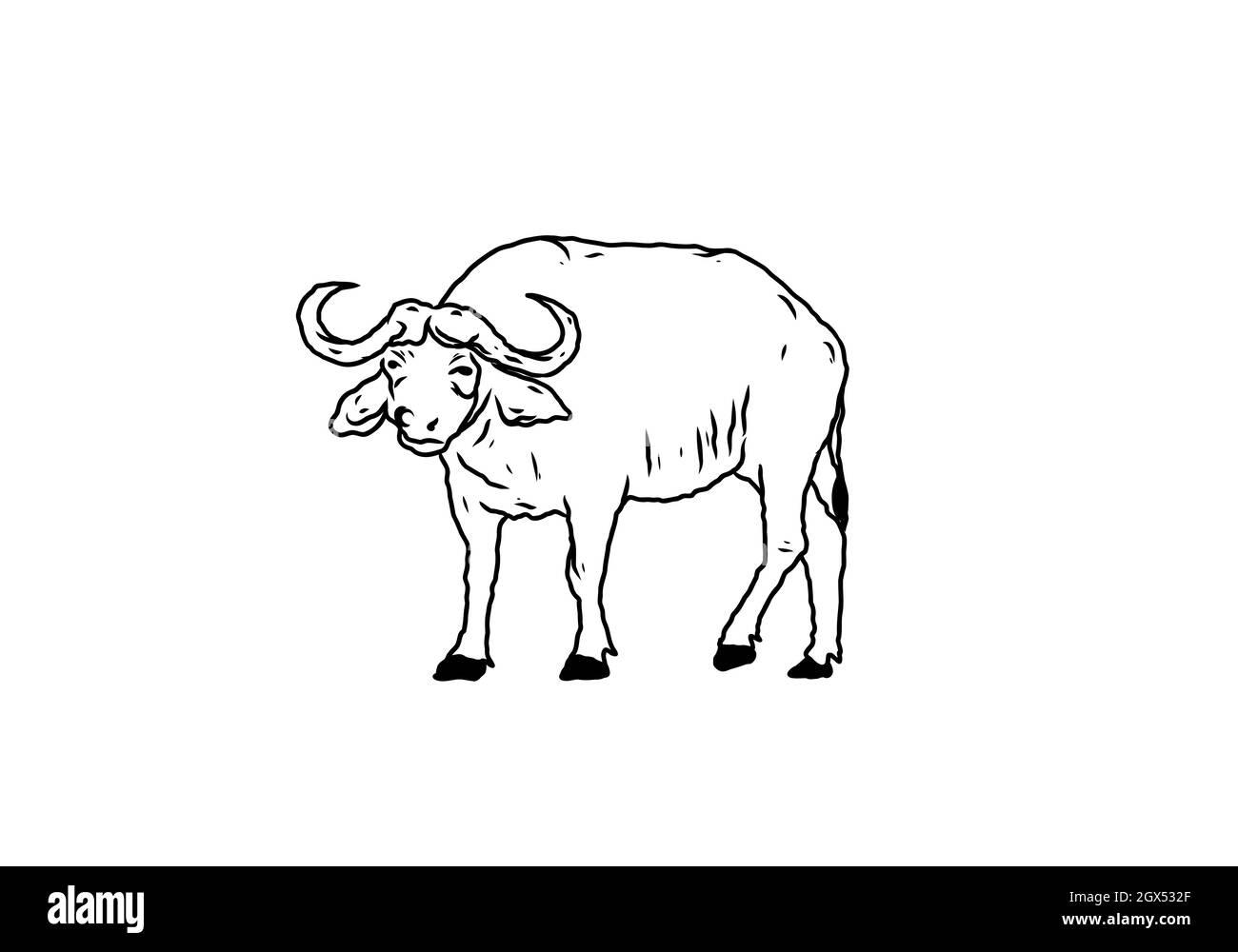 Black line art illustration of buffalo design Stock Vector Image & Art -  Alamy