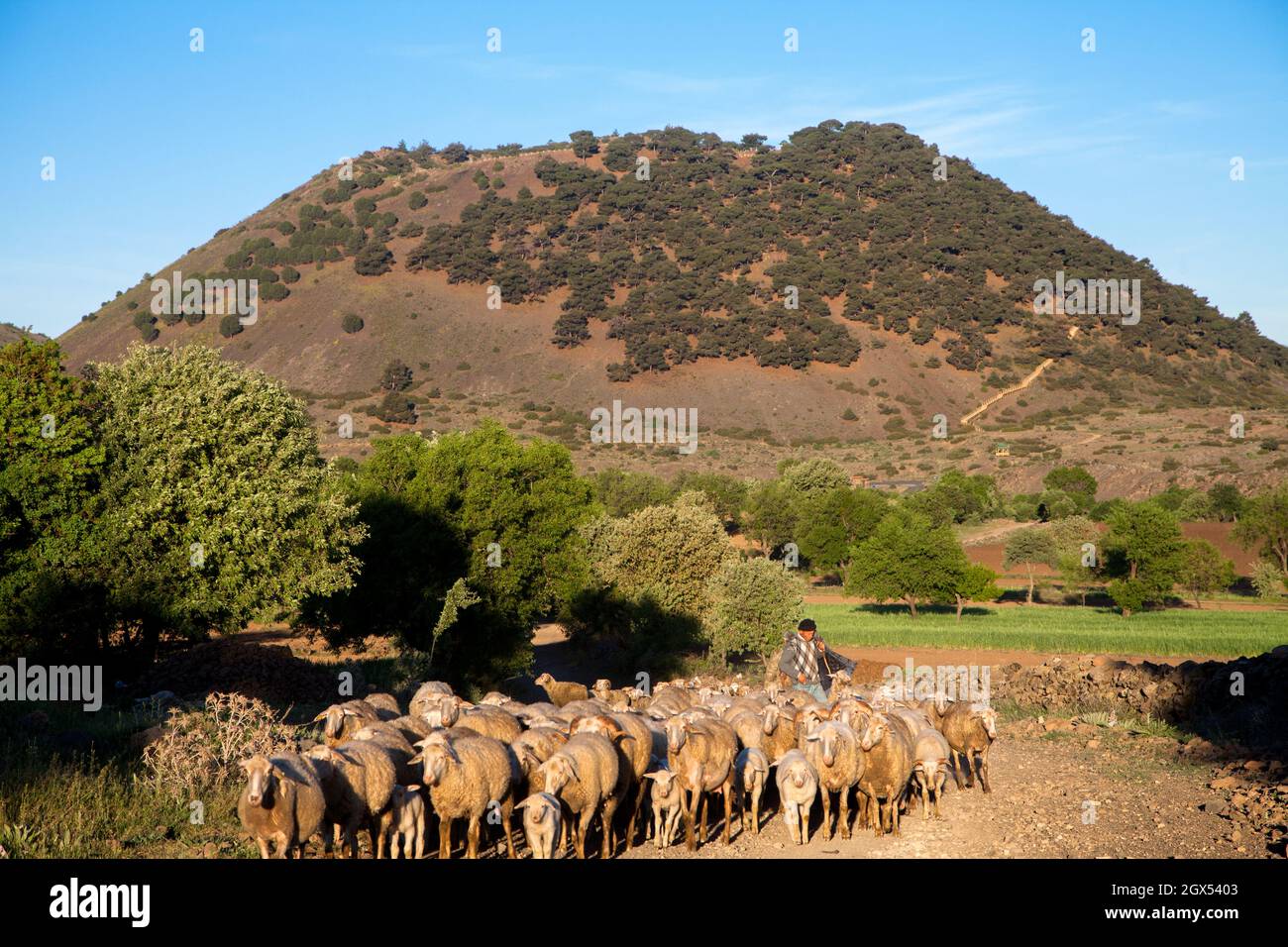 Kula,Manisa,Turkey - 04-22-2016:View of herd of sheep with Kula volcano Stock Photo