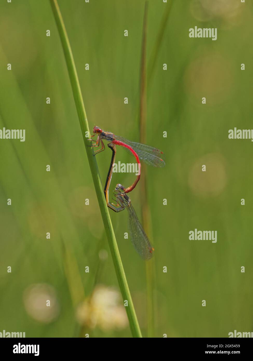 Mating red dragonflies hi-res stock photography and images - Alamy