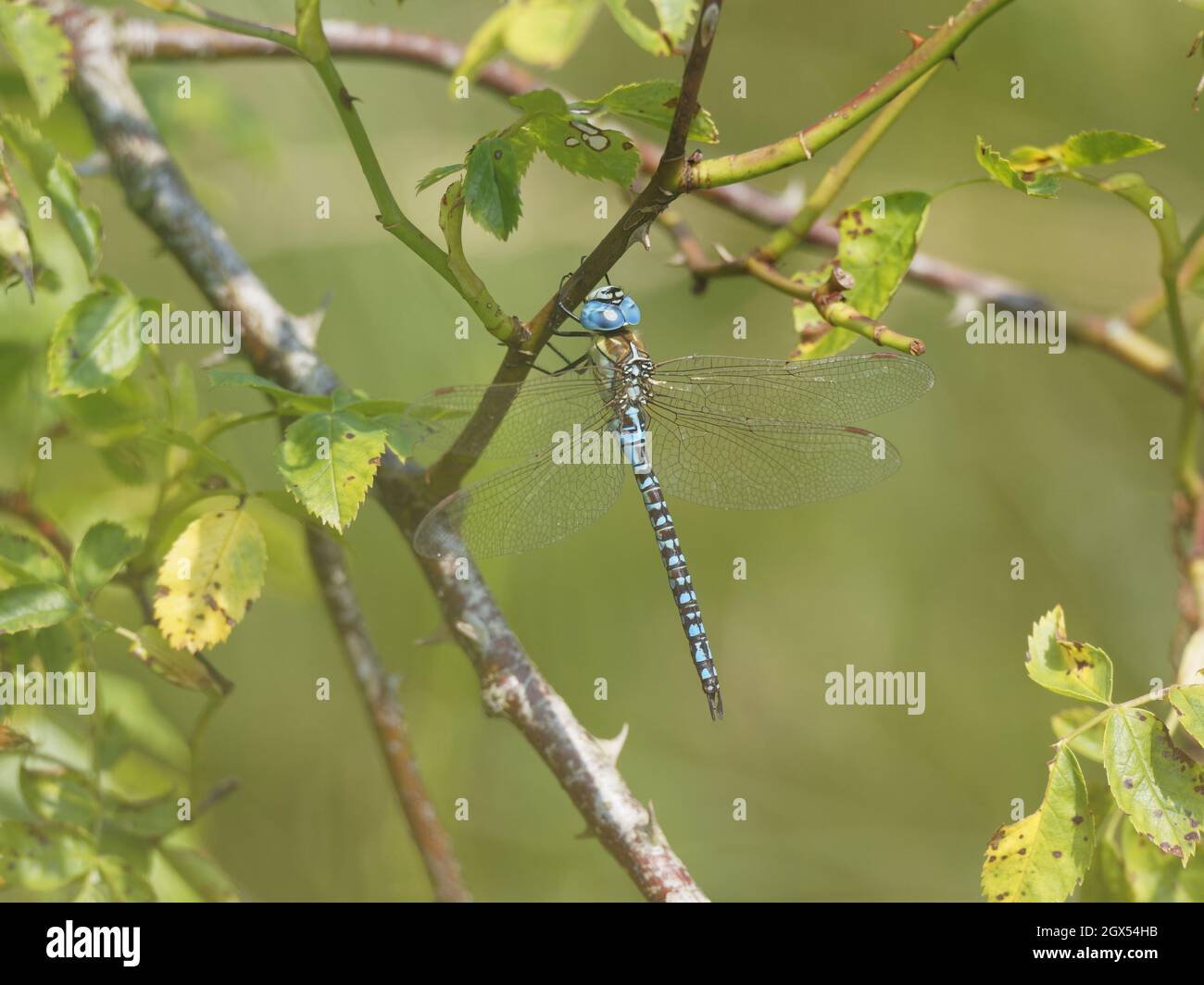 Southern Migrant Hawker Dragonfly - male at rest Aeshna affinis Canvey,Essex,UK IN002797 Stock Photo