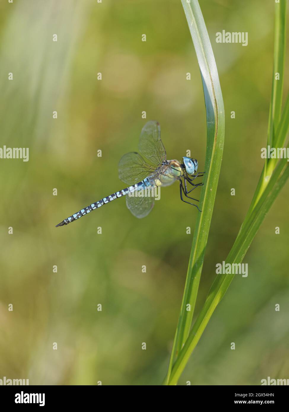 Southern Migrant Hawker Dragonfly - male at rest Aeshna affinis Canvey,Essex,UK IN002800 Stock Photo