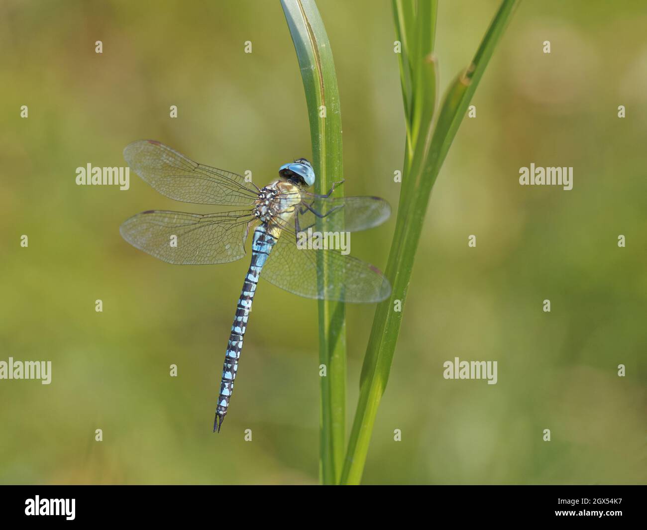 Southern Migrant Hawker Dragonfly - male at rest Aeshna affinis Canvey,Essex,UK IN002801 Stock Photo