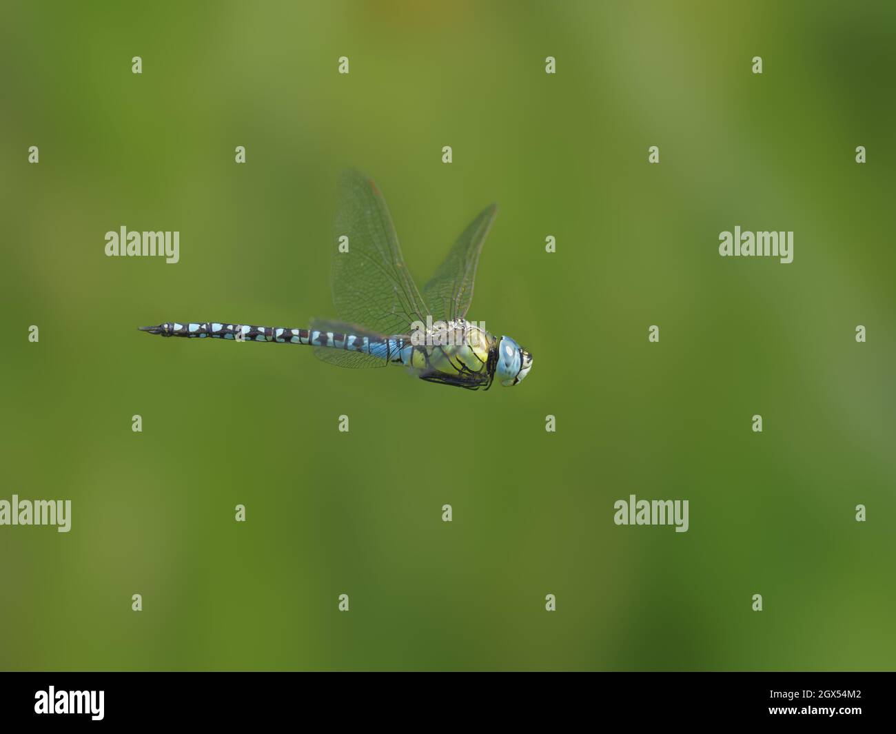 Southern Migrant Hawker Dragonfly - male in flight Aeshna affinis Canvey,Essex,UK IN002821 Stock Photo