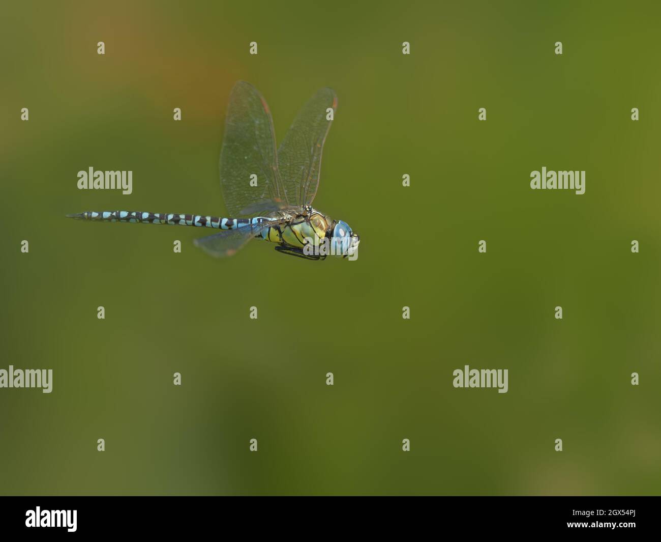 Southern Migrant Hawker Dragonfly - male in flight Aeshna affinis Canvey,Essex,UK IN002876 Stock Photo