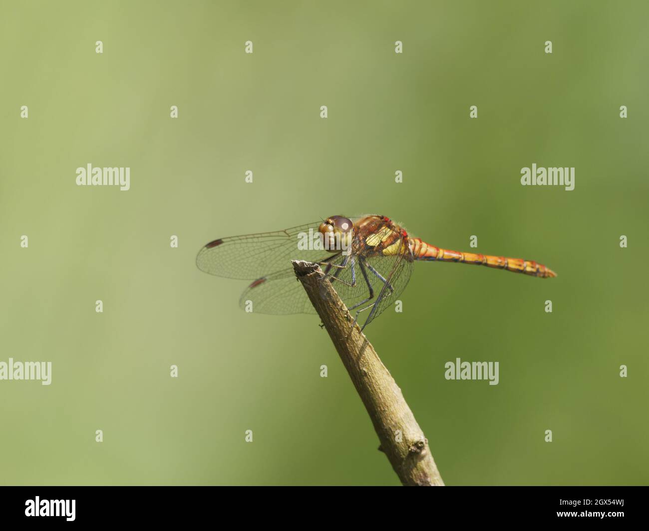 Common Darter - perched Sympetrum striolatum Great Leighs,Essex,UK IN002912 Stock Photo