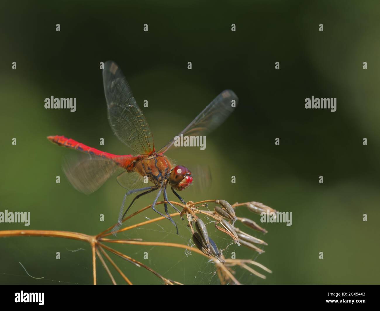 Ruddy Darter Sympetrum sanguineum Great Leighs,Essex,UK IN002925 Stock Photo