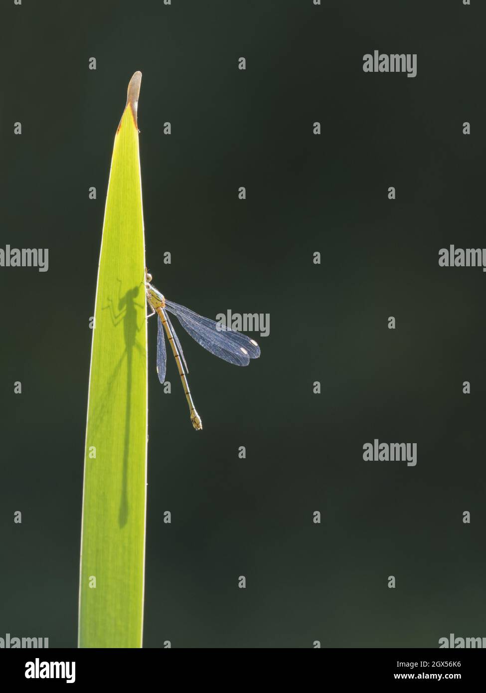 Willow Emerald Damselfly Chalcolestes viridis Great Leighs,Essex,UK IN003274 Stock Photo