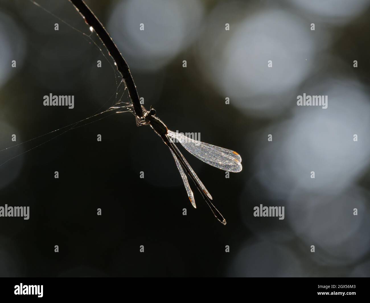 Willow Emerald Damselfly Chalcolestes viridis Great Leighs,Essex,UK IN003276 Stock Photo