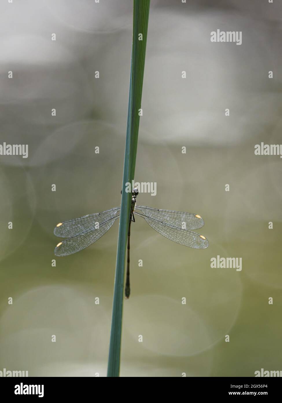 Willow Emerald Damselfly Chalcolestes viridis Great Leighs,Essex,UK IN003282 Stock Photo