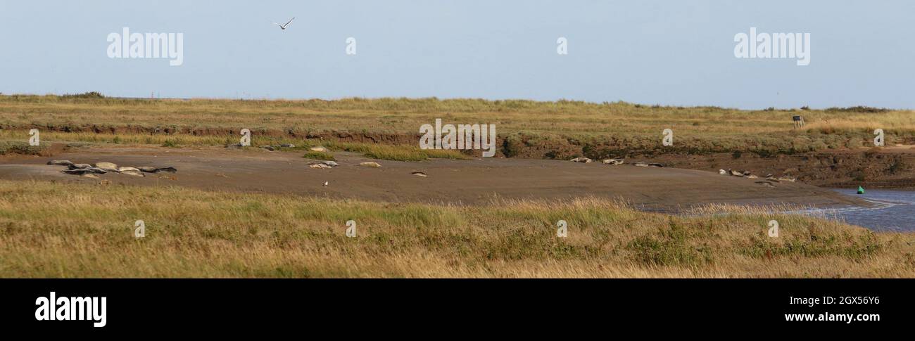 Seals sunbathing on the bank of the River Stour at Pegwell Bay Nature Reserve, Ramsgate, Kent Stock Photo