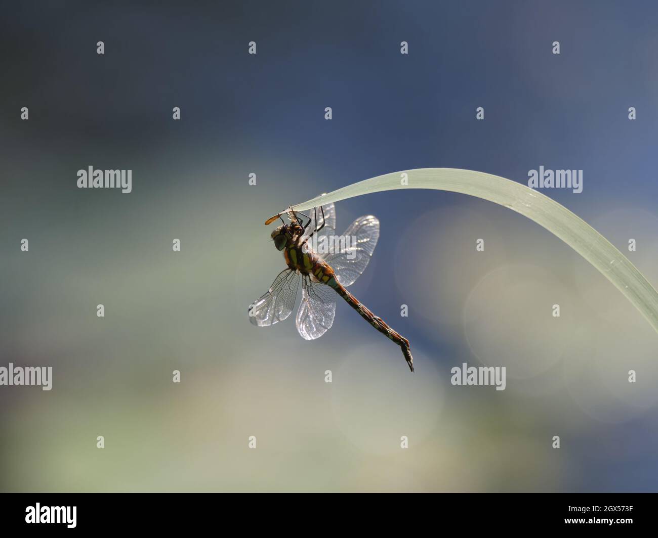 Migrant Hawker Dragonfly  at rest Aeshna mixta Great Leighs,Essex,UK IN003504 Stock Photo