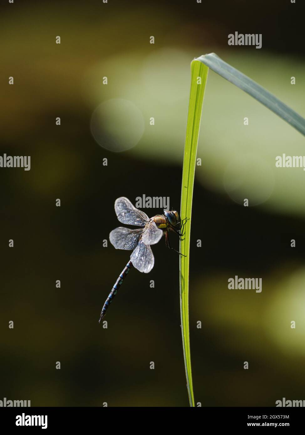 Migrant Hawker Dragonfly  at rest Aeshna mixta Great Leighs,Essex,UK IN003505 Stock Photo