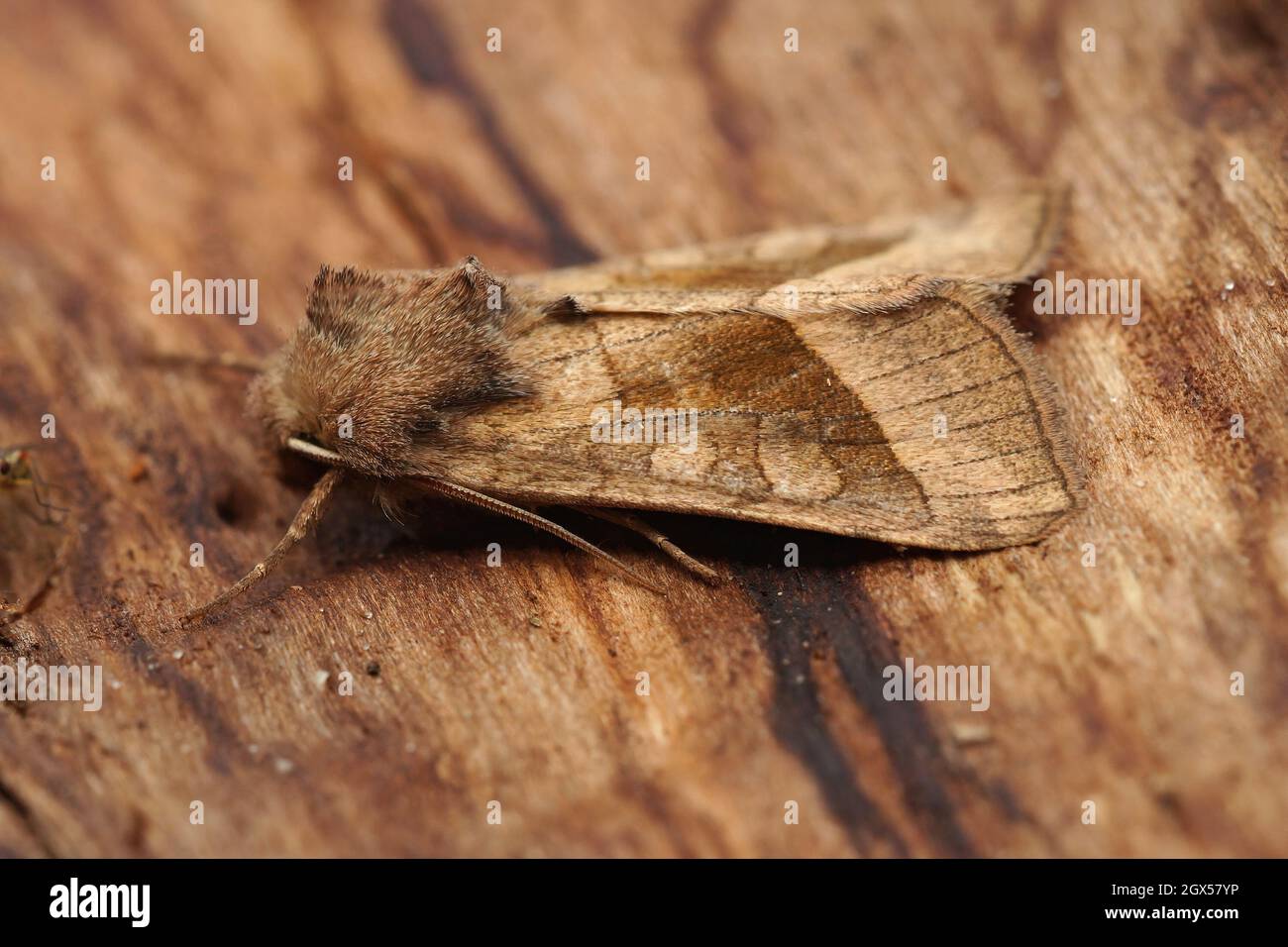 Closeup of the rosy ustic moth,  Hydraecia micacea sitting Stock Photo