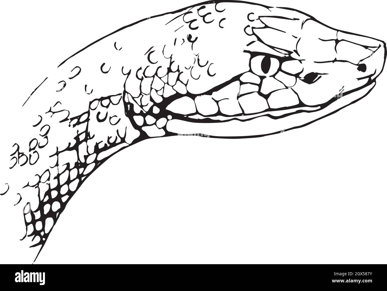 Морда змеи в профиль рисунок