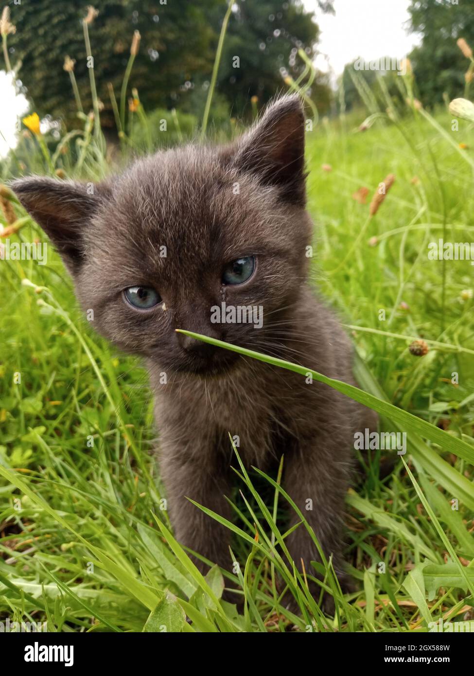 Cute blue-eyed kitten on the lawn Stock Photo - Alamy