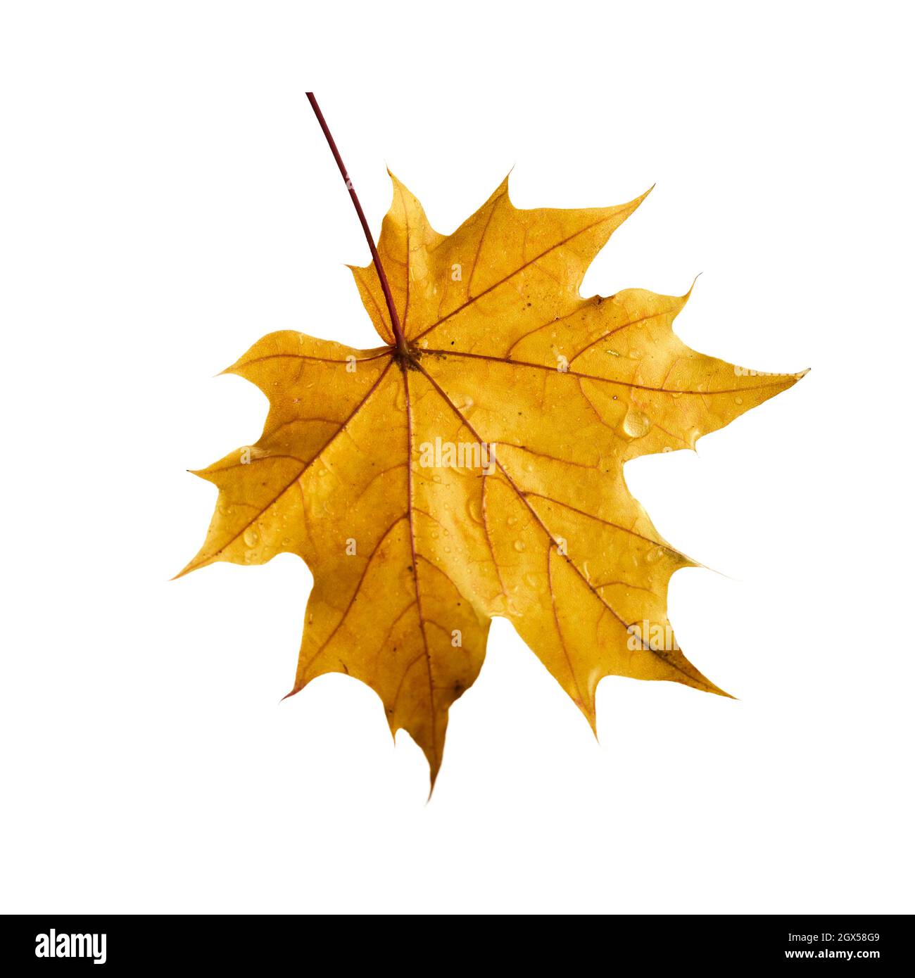Autumn maple leaf isolated on white background Stock Photo - Alamy