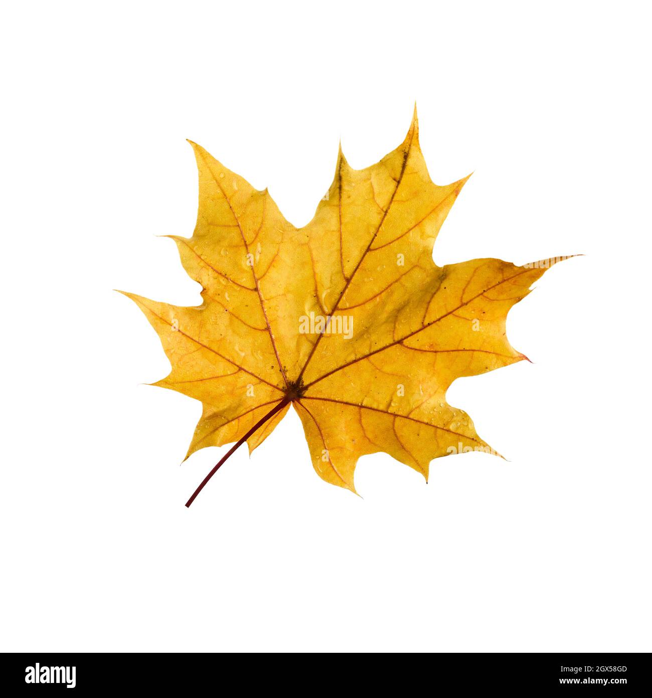 Autumn maple leaf isolated on white background Stock Photo - Alamy