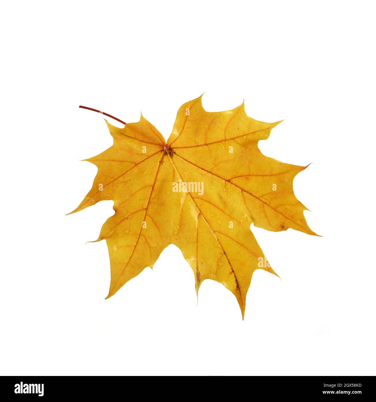 Autumn maple leaf isolated on white background Stock Photo - Alamy