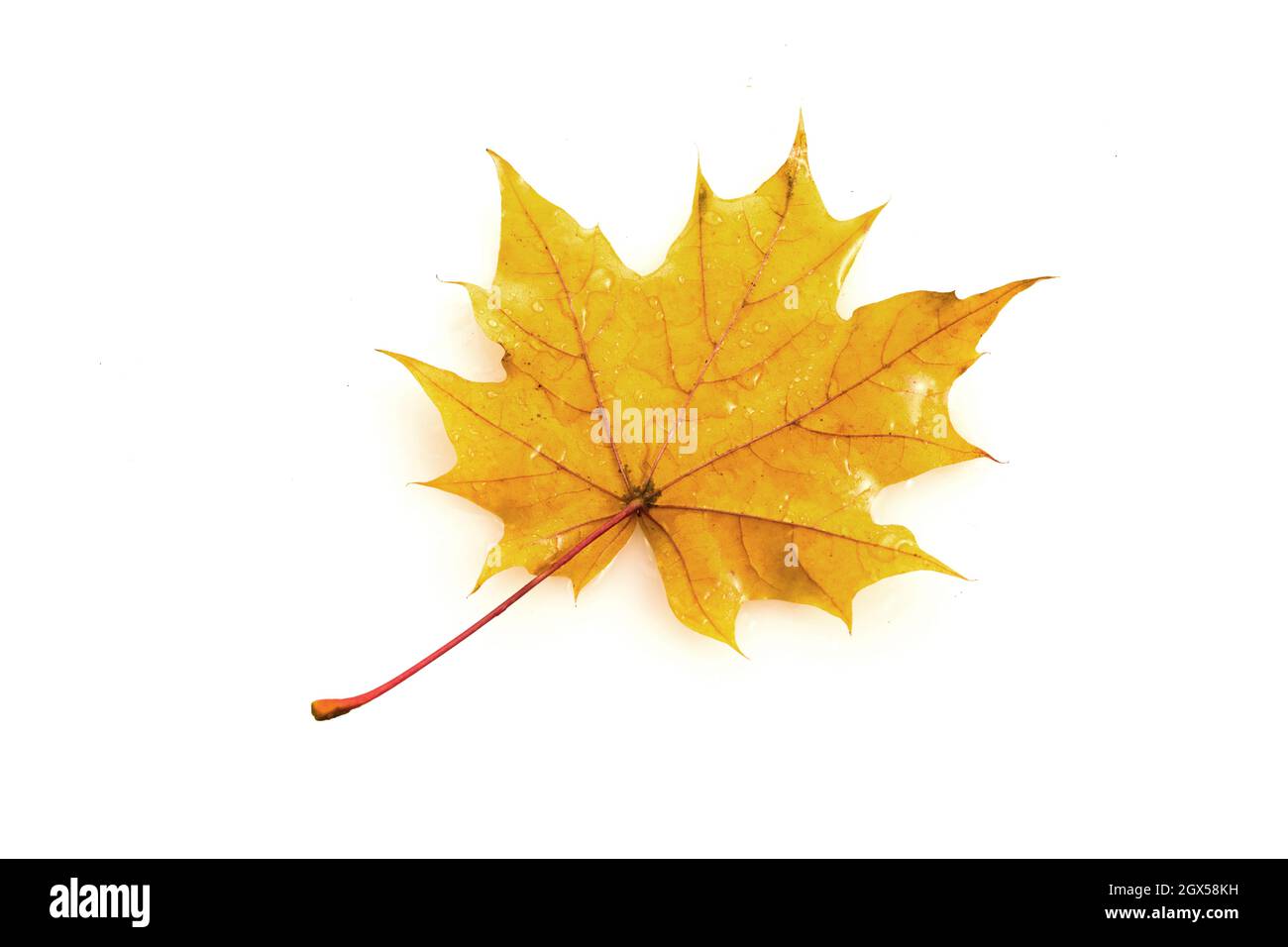 Autumn maple leaf isolated on white background Stock Photo - Alamy