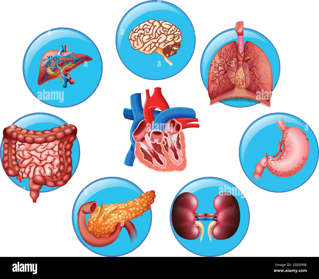 Diagram showing different human parts Stock Vector