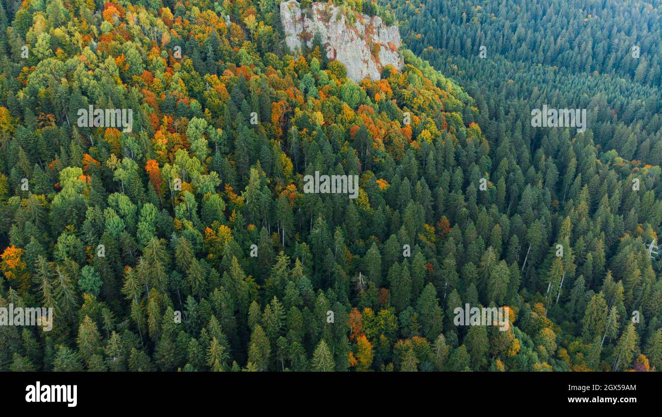 Aerial top down beautiful view over the forest in autumn Stock Photo