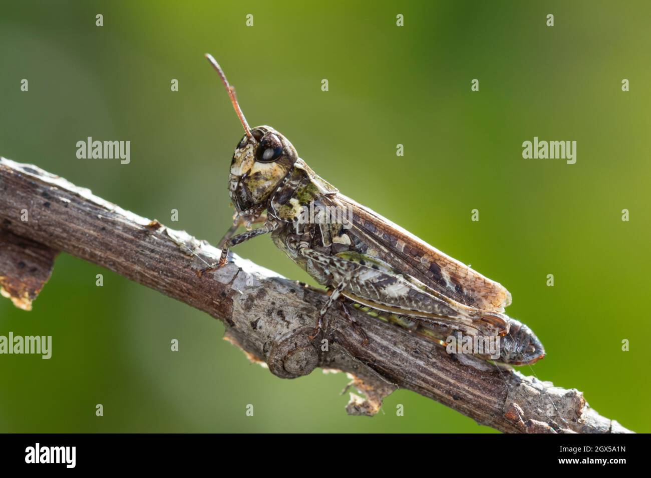 Gefleckte Keulenschrecke, Myrmeleotettix maculatus, Gomphocerus maculatus, mottled grasshopper Stock Photo