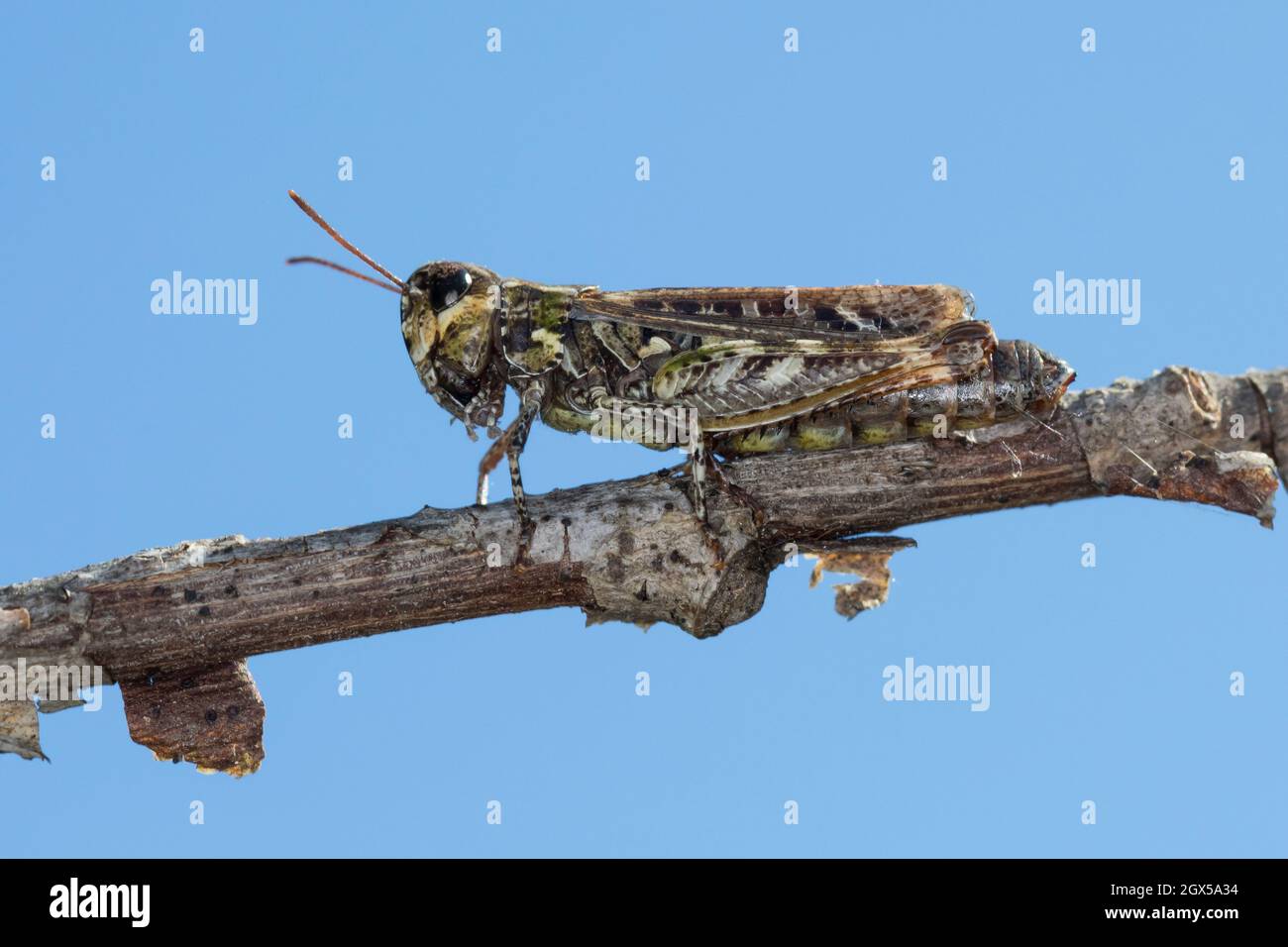 Gefleckte Keulenschrecke, Myrmeleotettix maculatus, Gomphocerus maculatus, mottled grasshopper Stock Photo