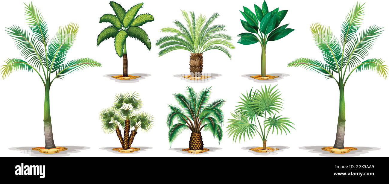 Different types of palm trees Stock Vector