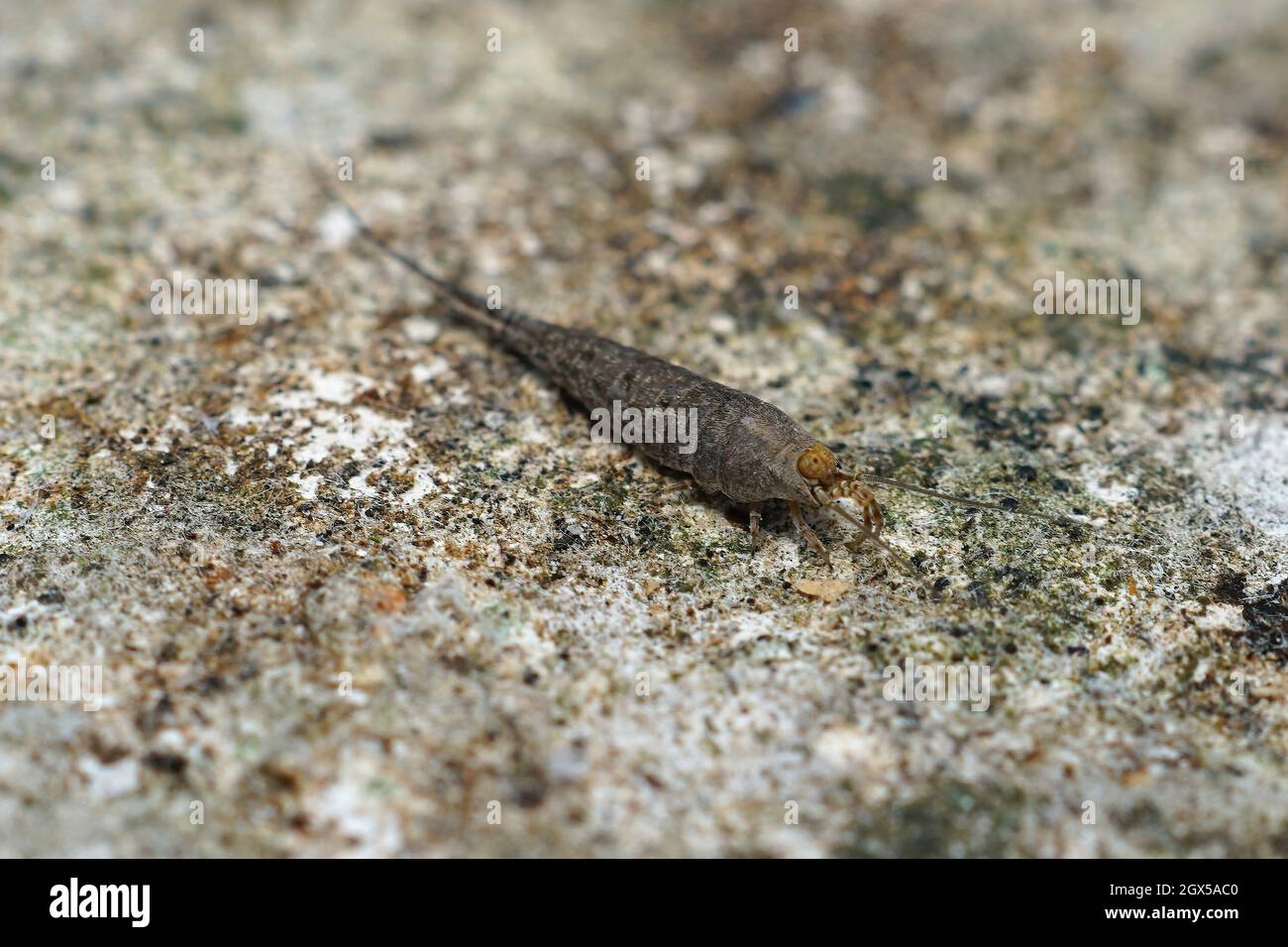 Machilinus rupestris hi-res stock photography and images - Alamy