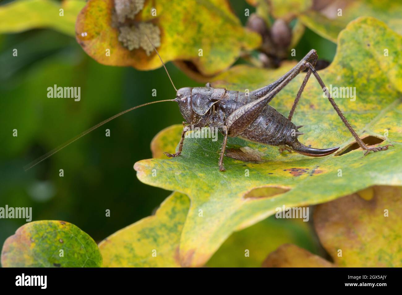 Gewöhnliche Strauchschrecke, Gemeine Strauchschrecke, Strauchschrecke, Weibchen, Pholidoptera griseoaptera, dark bushcricket, dark bush-cricket, femal Stock Photo