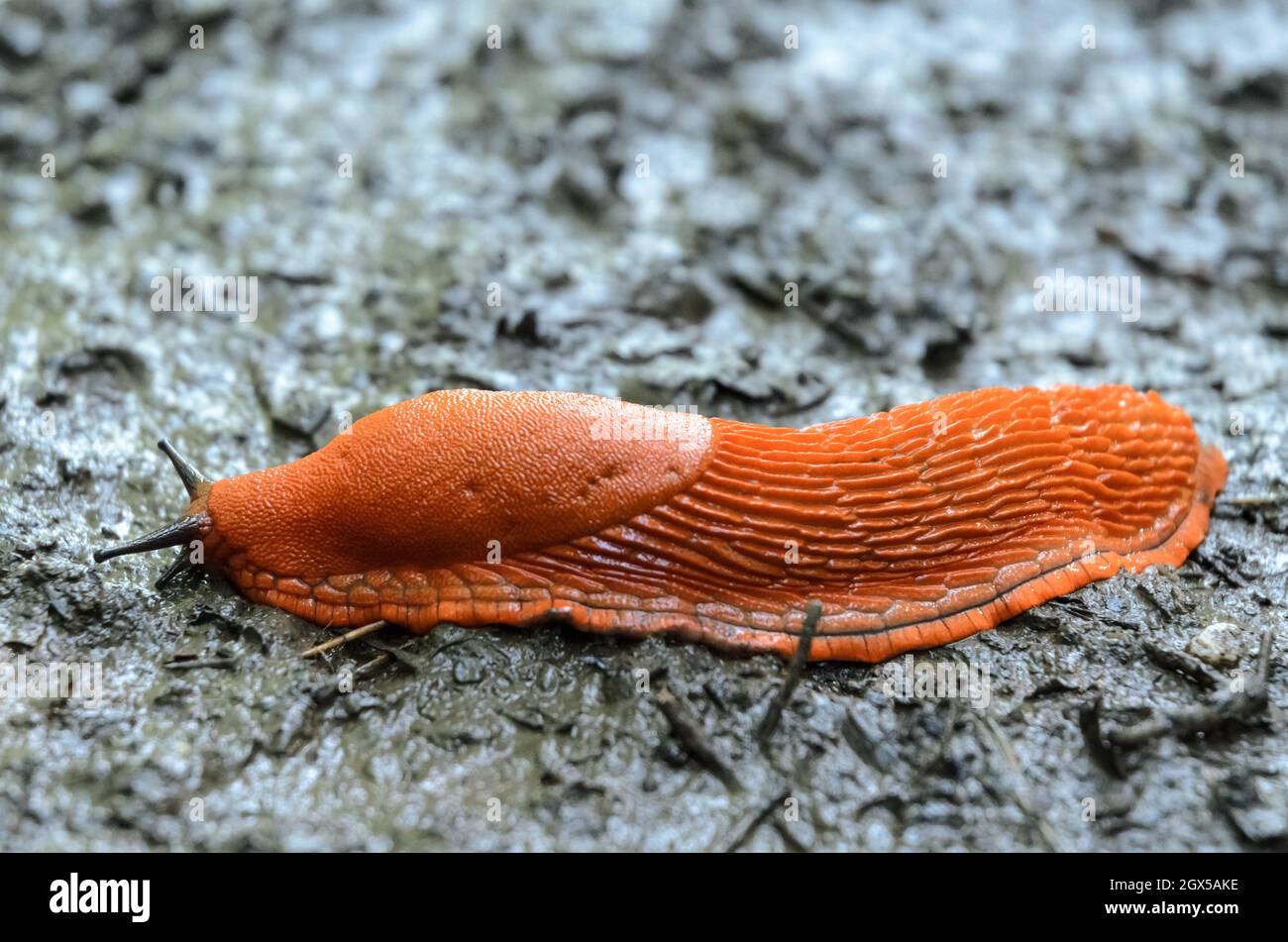 Red slug, Arion rufus, also known as the large red slug, chocolate arion and european red slug, Germany, Europe Stock Photo