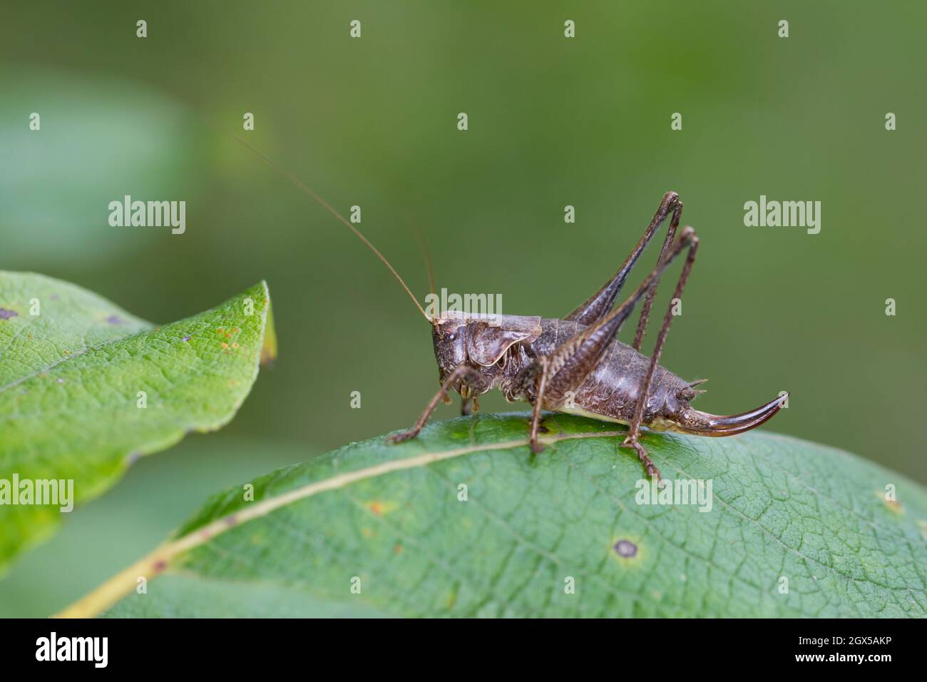 Gewöhnliche Strauchschrecke, Gemeine Strauchschrecke, Strauchschrecke, Weibchen, Pholidoptera griseoaptera, dark bushcricket, dark bush-cricket, femal Stock Photo