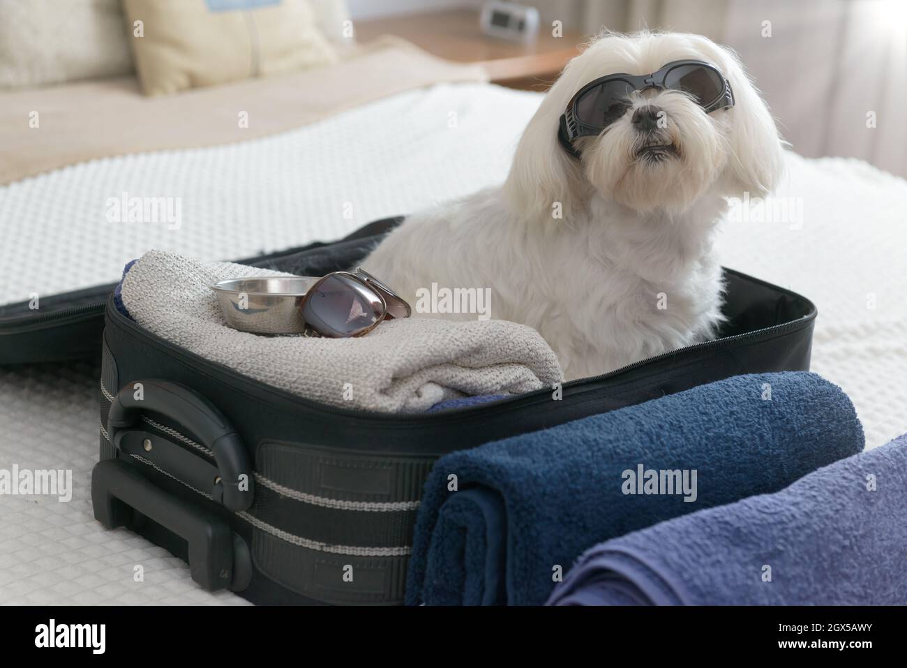 Small dog maltese sitting in the suitcase or bag wearing sunglasses and waiting for a trip Stock Photo