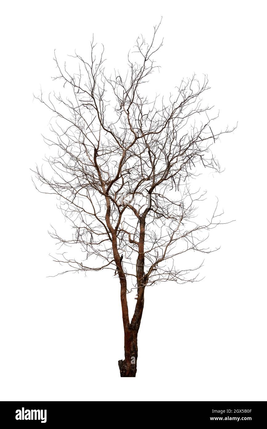 Dead tree isolated on white background. Stock Photo