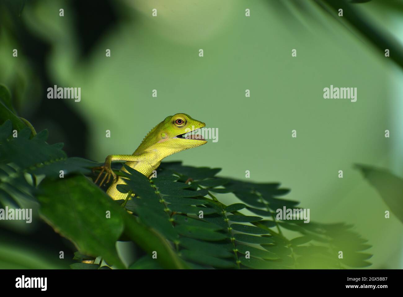 Green lizard hiding among green leaves Stock Photo