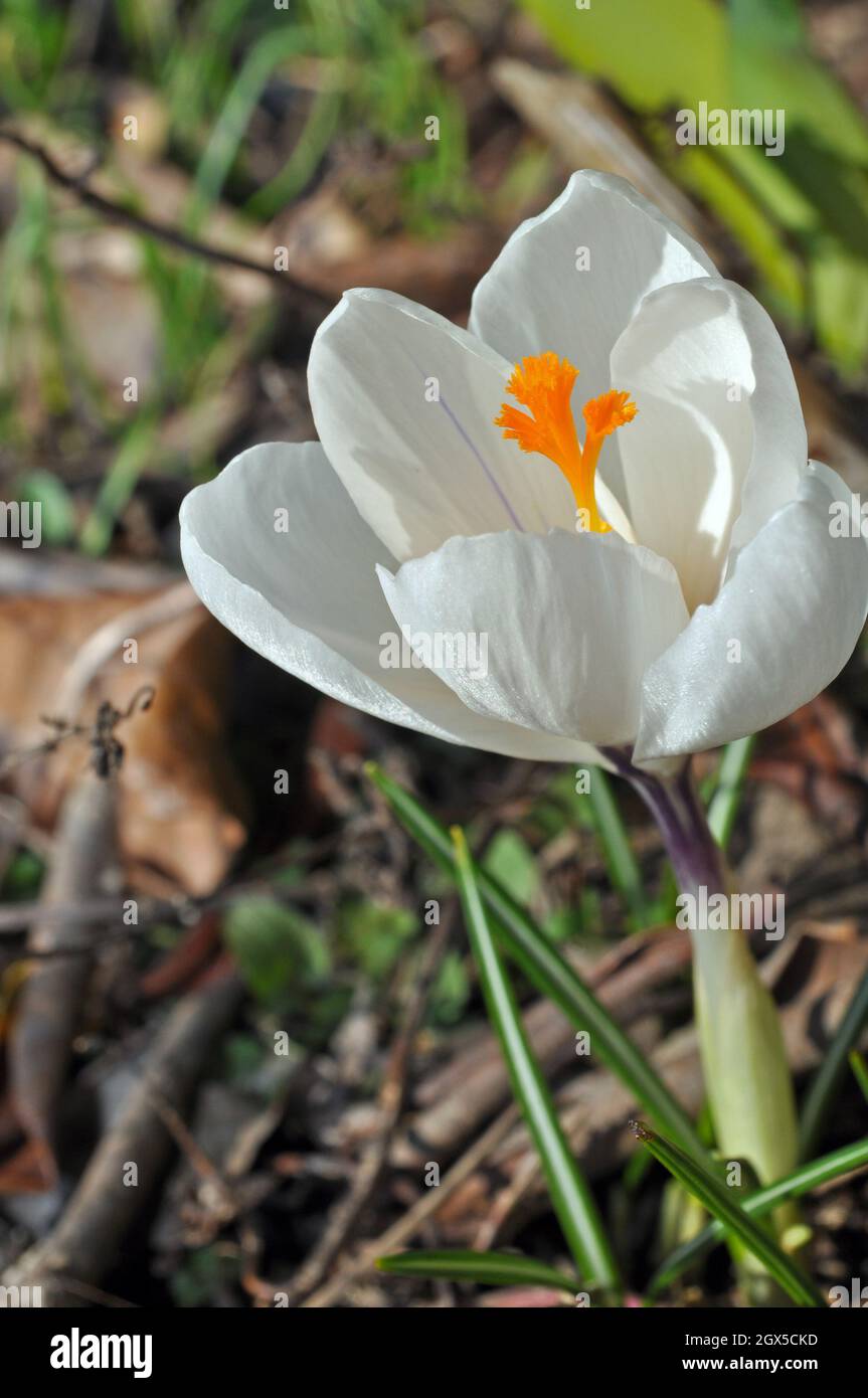 Little white spring crocus flower Stock Photo - Alamy
