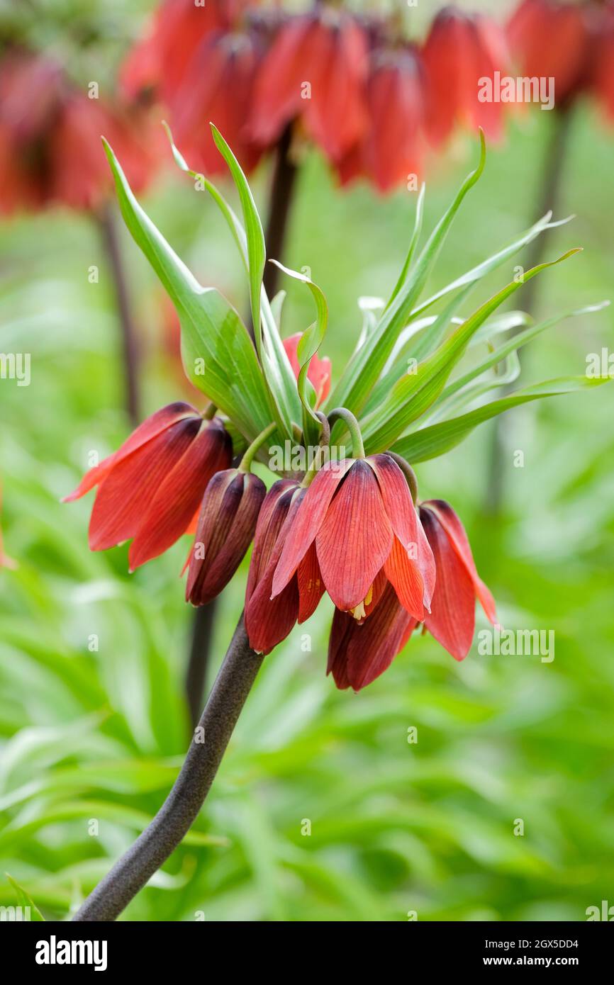 Fritillaria imperialis 'Red Beauty', Crown Imperial 'Red Beauty'  Orange-red bell-shaped flowers in early spring. Stock Photo