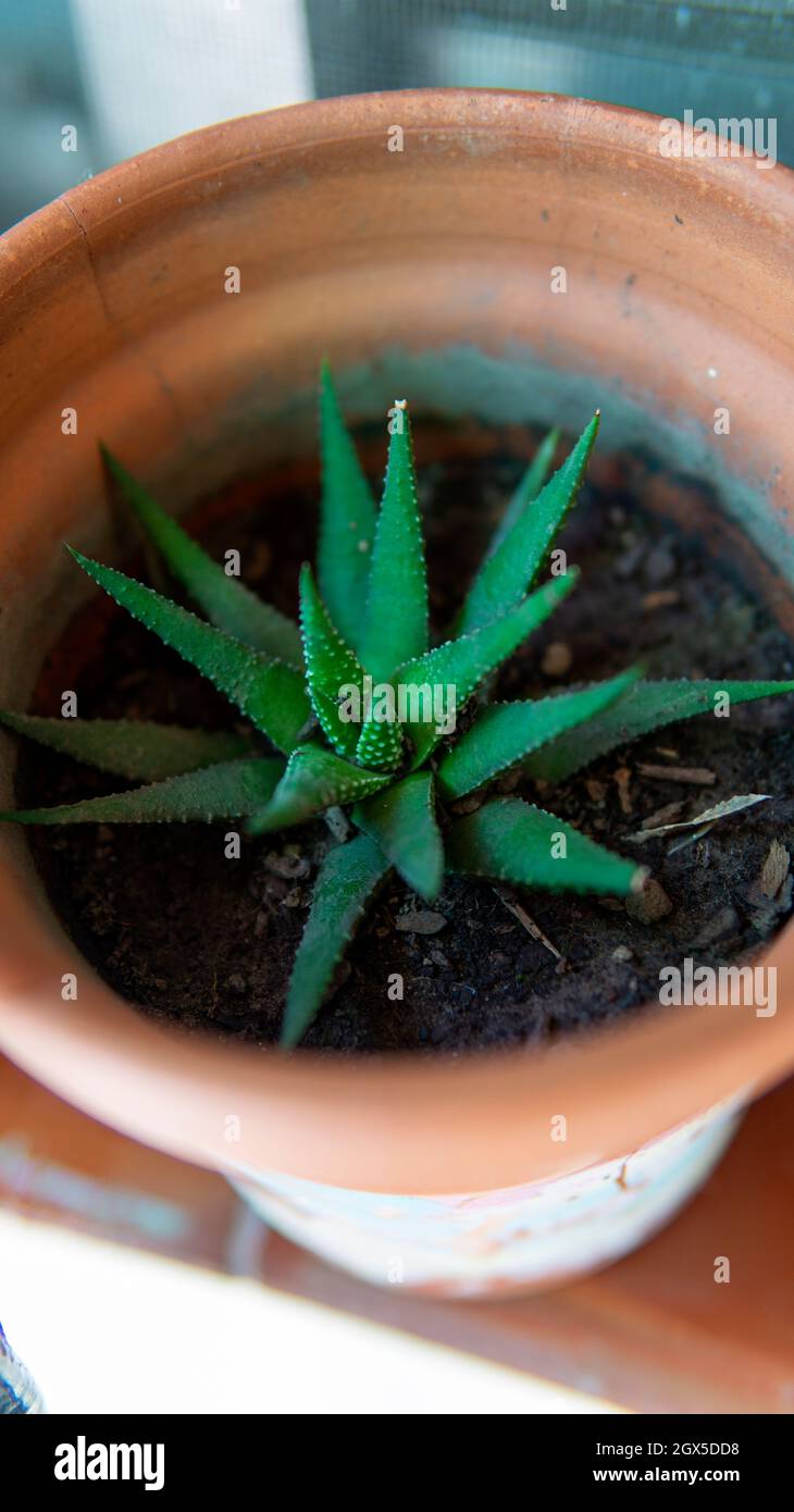 Close view of a small green aloe vera plant in a small pot Stock Photo -  Alamy