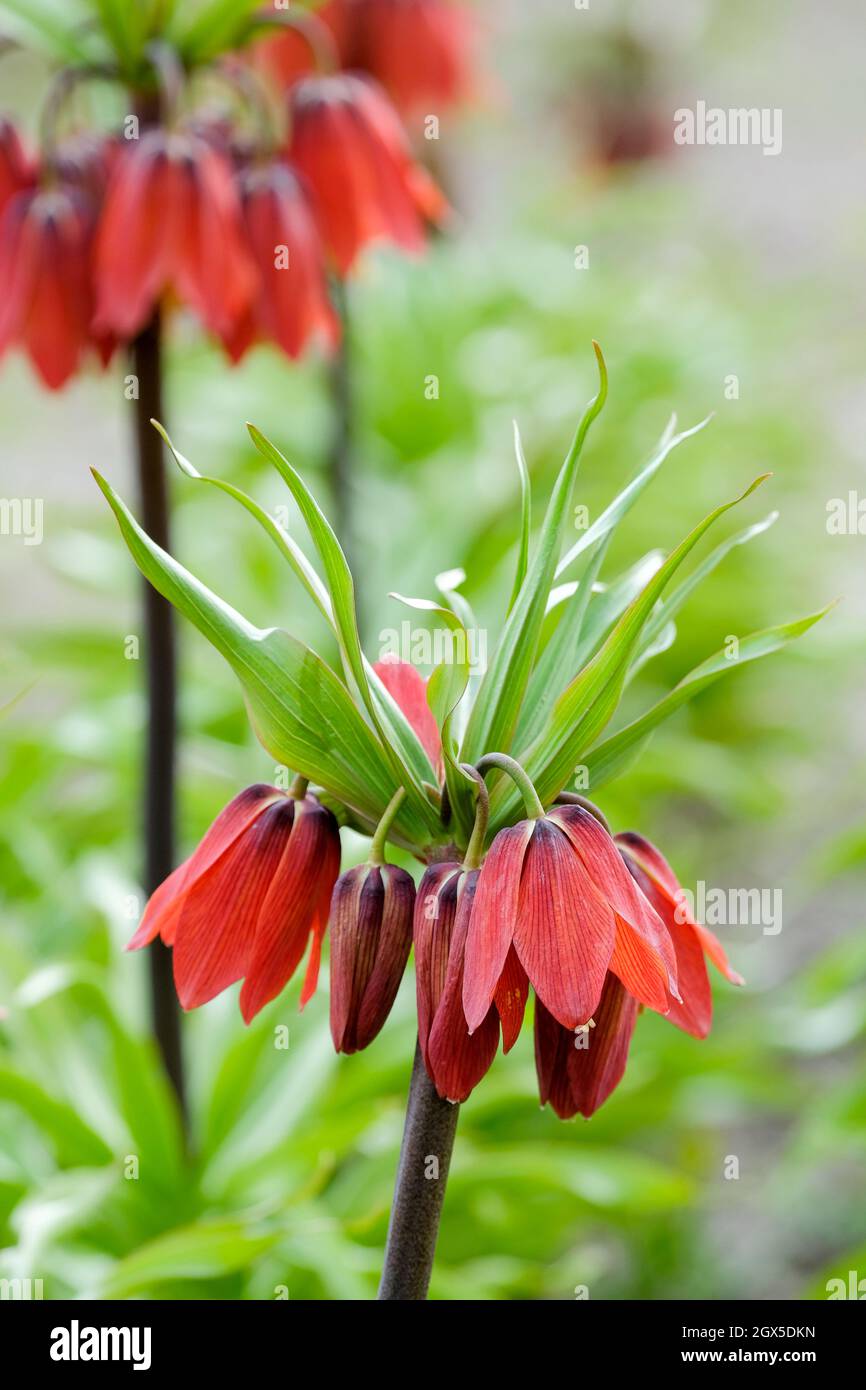 Fritillaria imperialis "Red Beauty", Crown Imperial "Red Beauty"  Orange-red bell-shaped flowers in early spring. Stock Photo