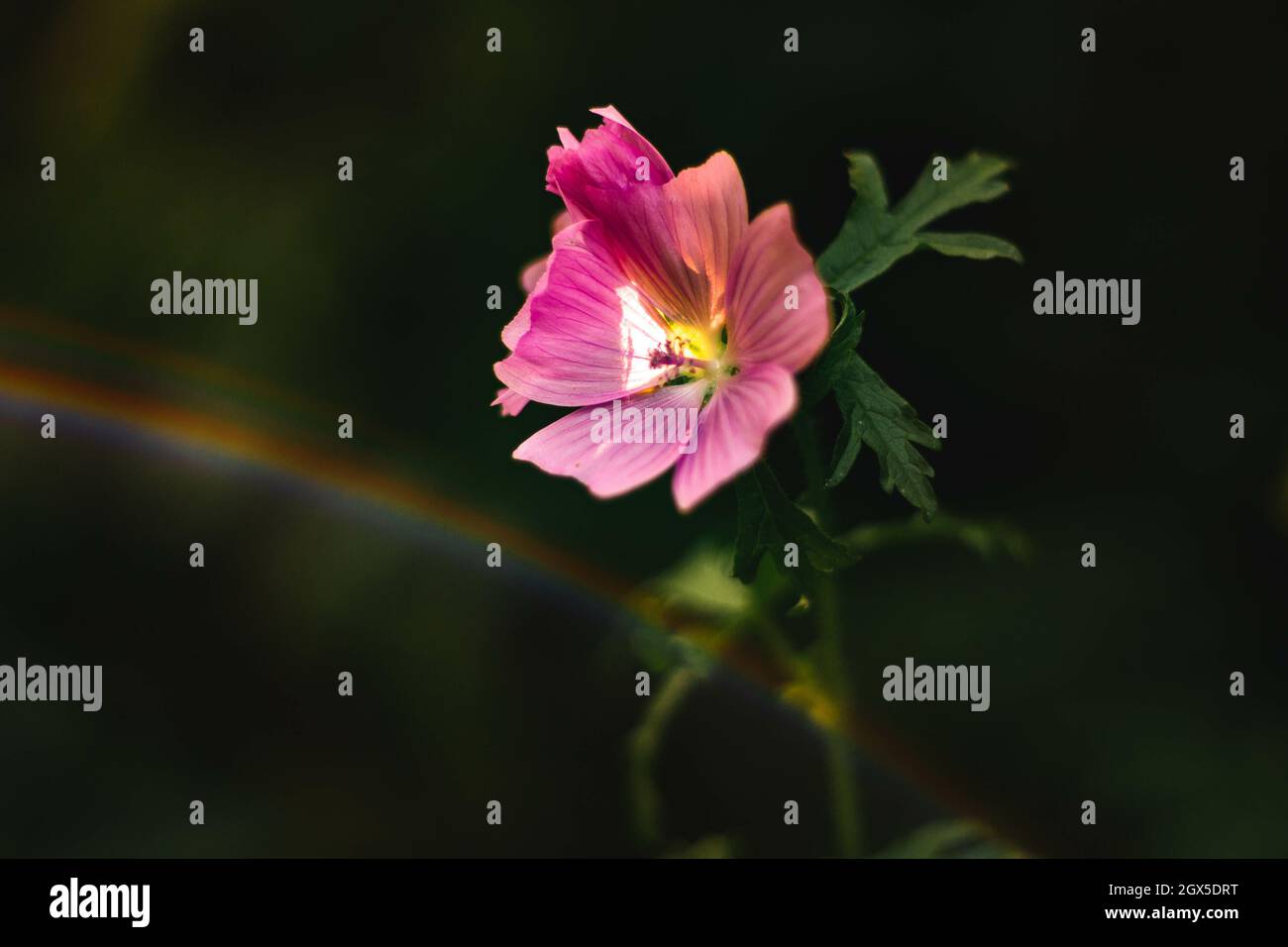Selective closeup of pink tree mallow (Lavatera thuringiaca) with a small rainbow in a garden Stock Photo