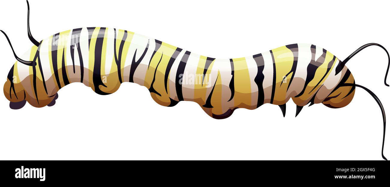 Monarch butterfly - Danaus plexippus - larva stage Stock Vector