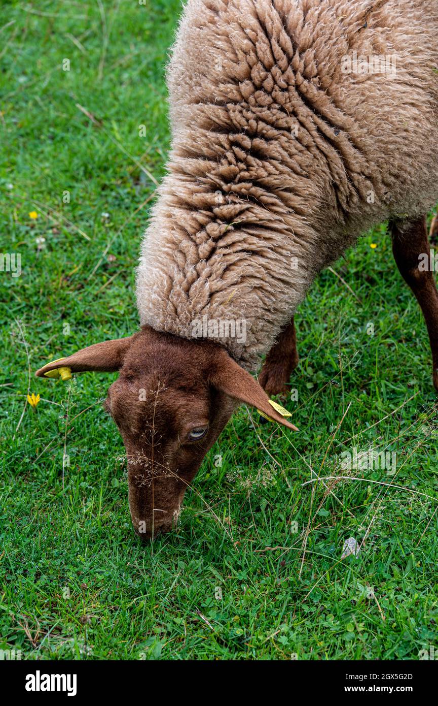 Vertical shot of sheep grazing in a field Stock Photo - Alamy