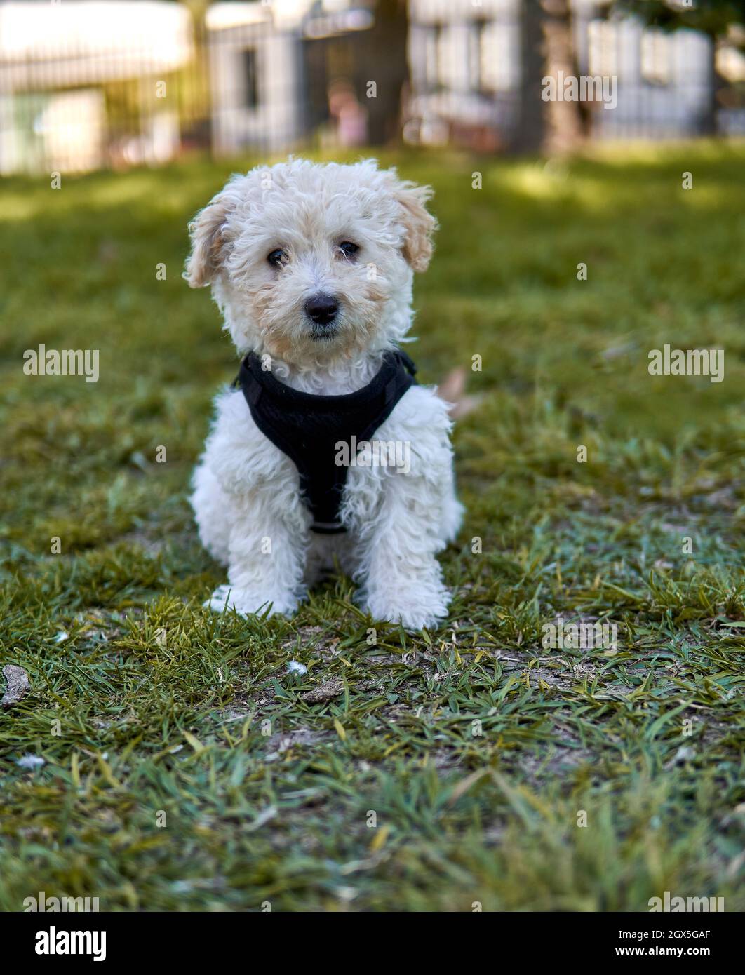 Cute micro poodle puppy sitting on the lawn in a park staring at the camera wearing a black harness. Vertical. Outdoors Stock Photo