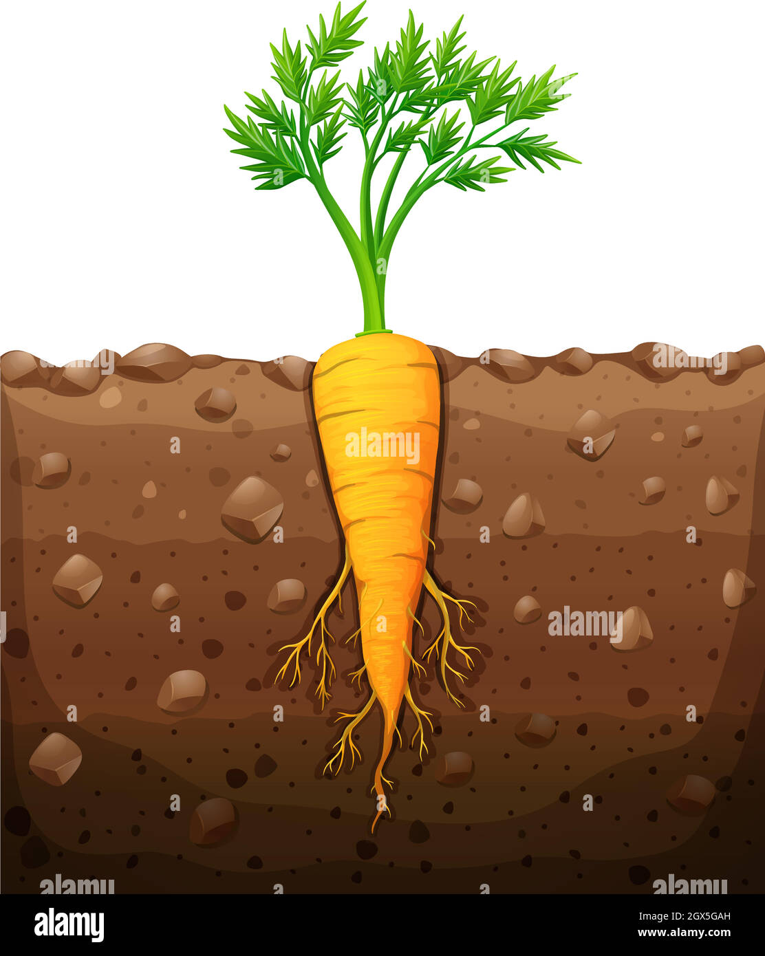 Carrot Root System carrot-root-system