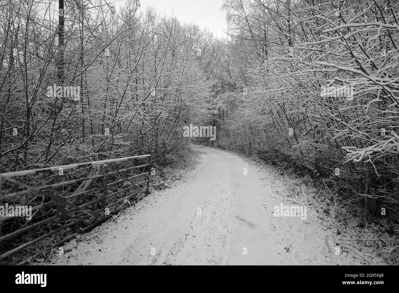 Snowy scene, looking down a tree lined track through a gate, Renishaw, North East Derbyshire Stock Photo