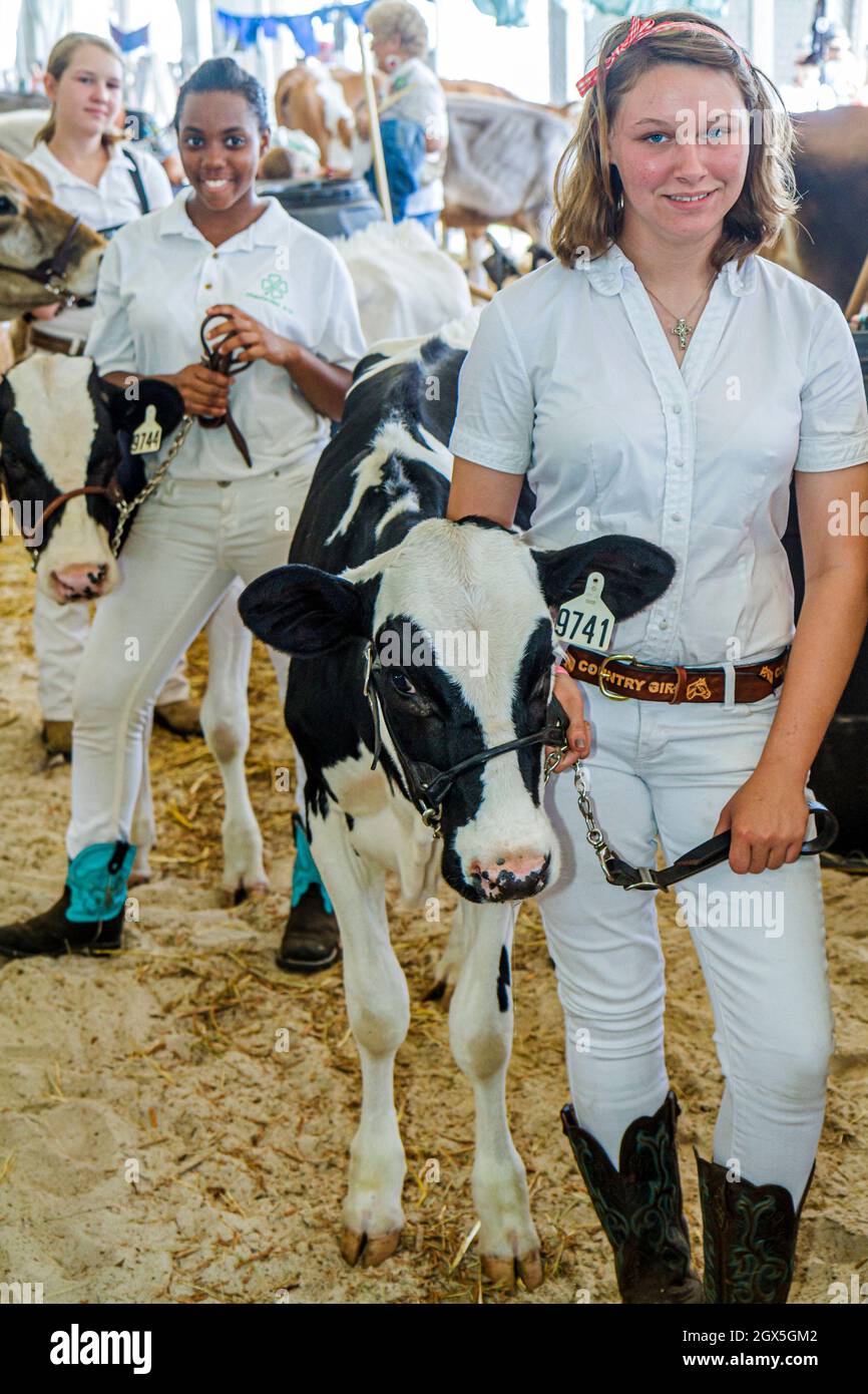 Plant City Florida Strawberry Festival,FFA,Future Farmers of America,students teen teens teenagers Black female Holstein cow competition judging arena Stock Photo