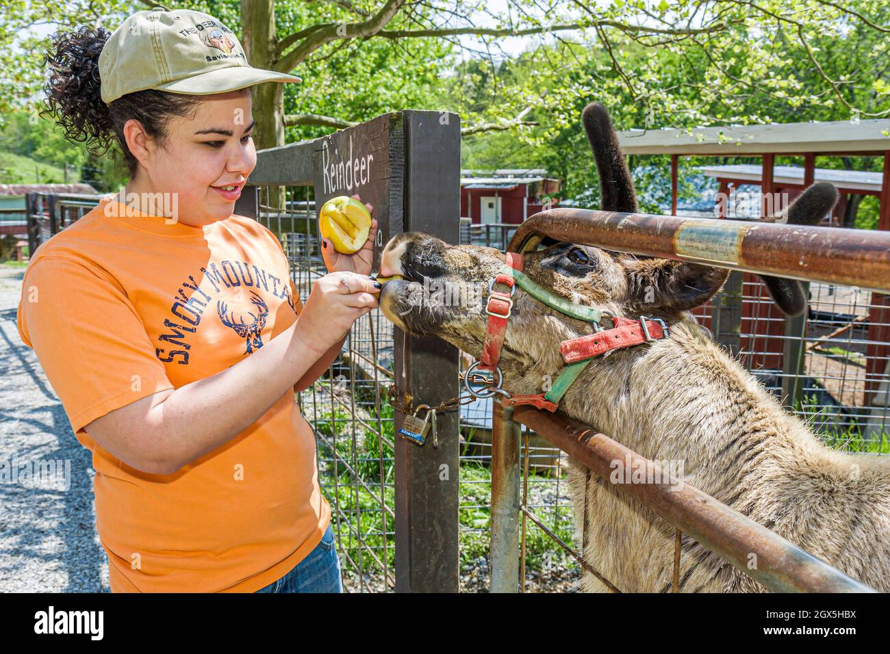 Sevierville Tennessee,Smoky Mountain Deer Farm & Exotic Petting Zoo reindeer,Hispanic female girl teen teenager caretaker worker feeding Stock Photo